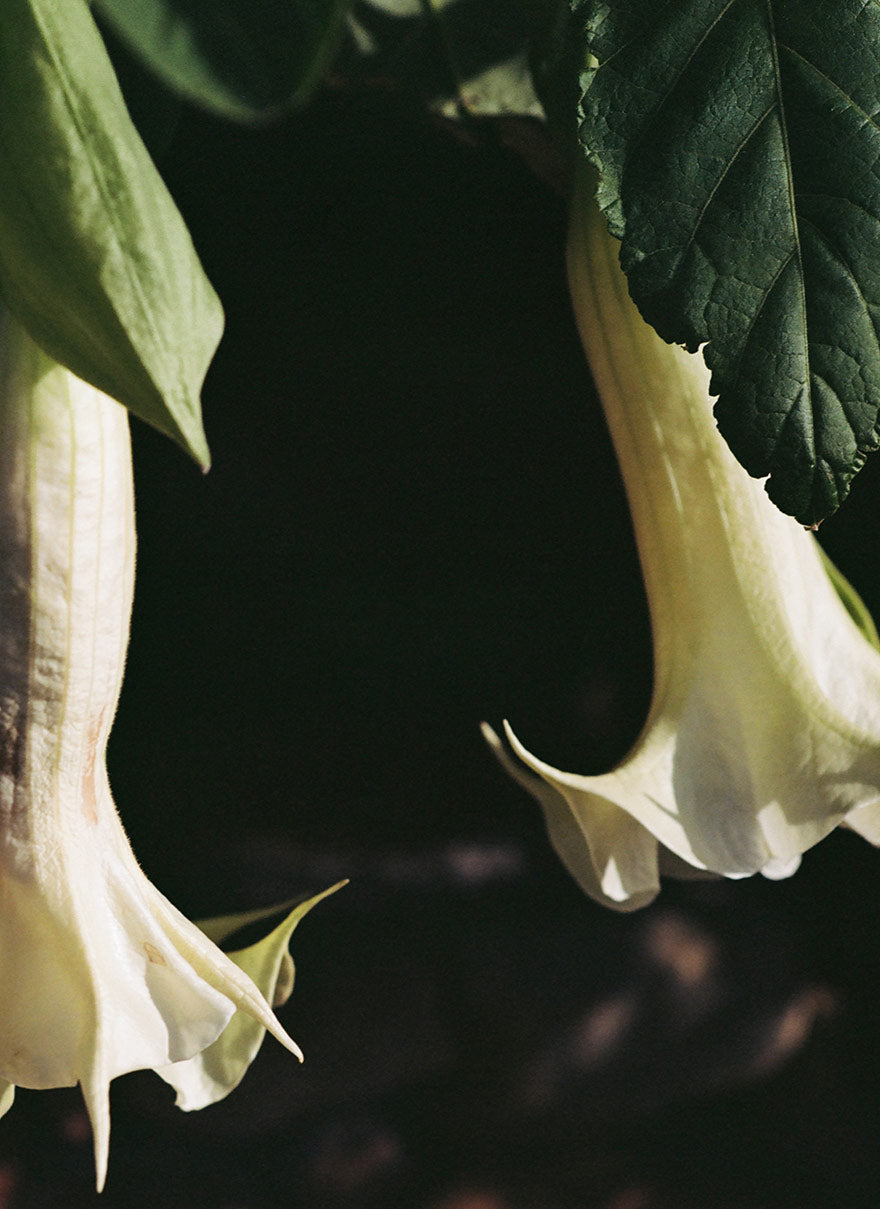 PICHULIK | Cape Town Contact